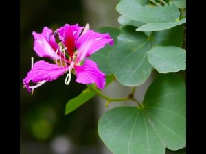 Баухиния Орхидейное дерево