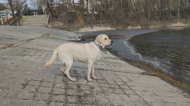 Трой лабрадор любитель воды | 5 Марта 2021 | Снег и солнце смотреть онлайн