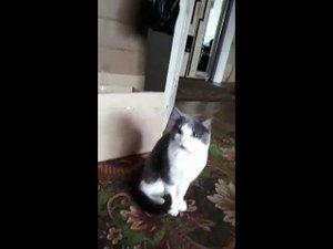 Ругаю кота.