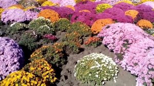 Корейские хризантемы на клумбе
