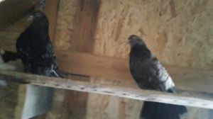 Николаевские голуби мраморные