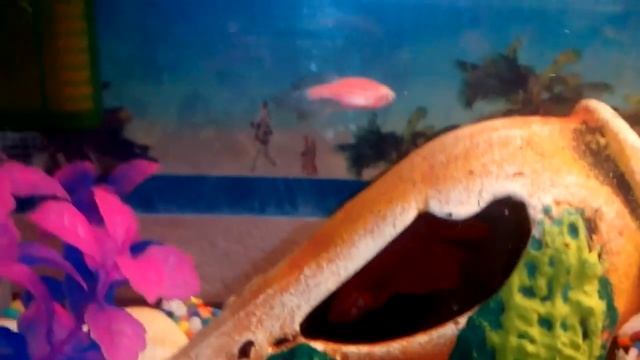 Рыбки которых можно содержать с петушками. смотреть онлайн