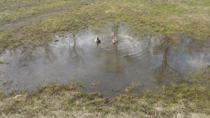 Утки в лужи плавуют в г Орехово-Зуевского