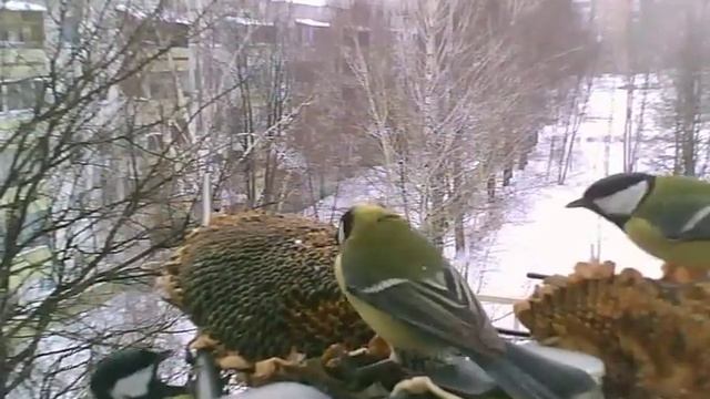 Синички за окном смотреть онлайн