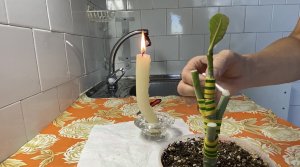 Многоярусная прививка адениума. Делаю дерево из черенка. 9 сентября 2023 г.