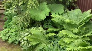 #62 Необычные хвойные и лиственные растения в моём саду. Июнь 2022 года