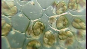 икра аквариумной улитки-катушки