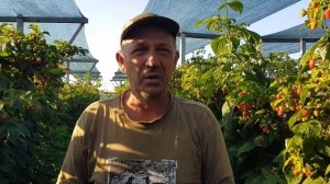 Маравилла рем сорт малины (тутаймер) нюансы в питании в сильную жару