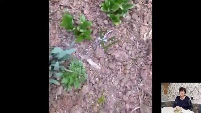 Видеоурок. Многолетние цветочные растения.