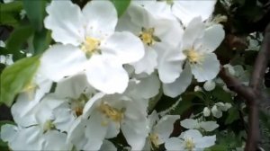 Яблоня в цвету. Пчелы опыляют яблоню. Звуки природы