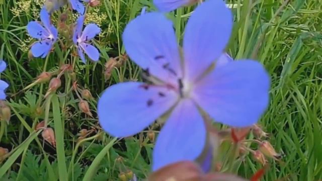 ЗВЕЗДА   #Фёдор_Вакуленко #Галина_Погорельская #Николай_Жуков#Лирическая_песня