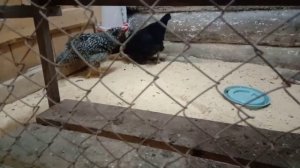 Каннибализм у кур