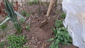 Обустройство сада. Точечные посадки колоновидных деревьев.