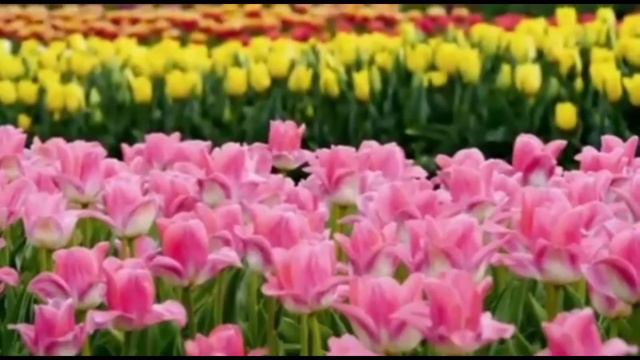 14 best summer flower  plant you purchase from Nursery / 14 गर्मियों के फूलों के पौधे जरूर लगाएं смотреть онлайн