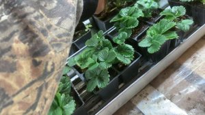 КАК ВЫРАСТИТЬ КАССЕТНУЮ РАССАДУ КЛУБНИКИ ЗИМОЙ | cultivation of strawberry