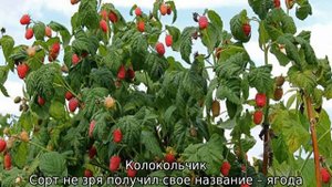 Лучшие сорта малины для Средней полосы России