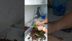 Пересаживаю замерзшую орхидею фаленопсис