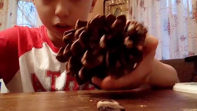 Как выглядит горная сосна
