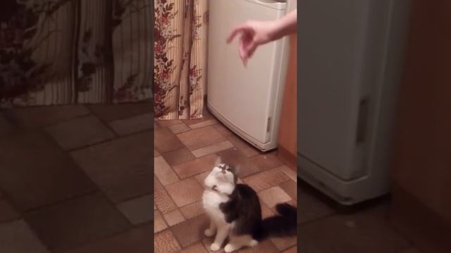 головная кошка. просит есть. смотреть онлайн