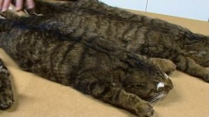 Scottish Wildcat Identification; pure vs hybrid and feral cat