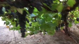 Виноград сорт "Чернокрымский"- абориген. Ни химикатов, ни обрезок...