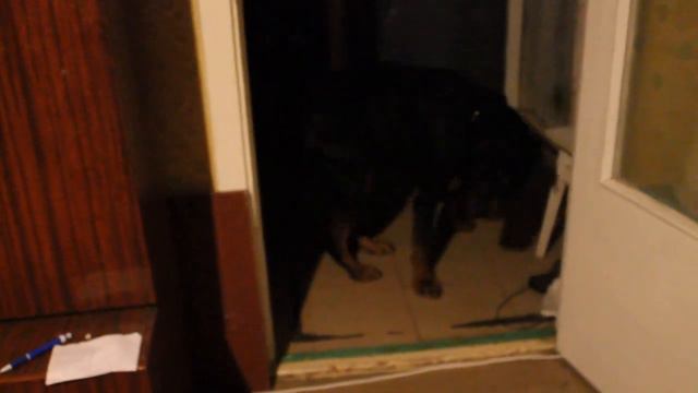 Титан и команды "лапка,зайка,умри" смотреть онлайн