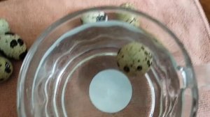 Овоскопирование перепелиных яиц на 15-й день инкубации/Incubation of quails - 15th day