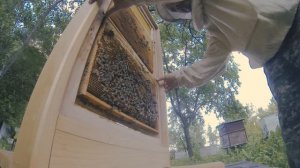 Редкий, не обычный, смотровой улей на пасеке. Заселяем смотровой улей.