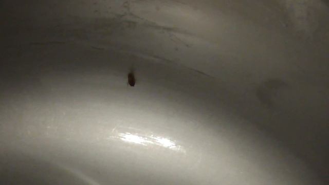 Ловушки для тараканов. Cockroach traps.