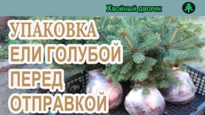 Упаковка голубой ели перед отправкой в нашем питомнике "Хвойный дворик"