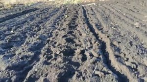 Начало посадки чеснока под зиму