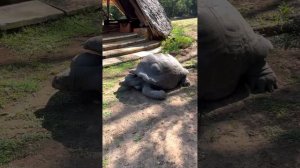 Кения/Национальный парк Халлер