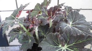Бегония борщевиколистная (Begonia heracleifolia) ☘