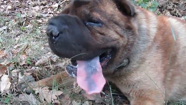 ЛЕТО. ЖАРА. СОБАКА. смотреть онлайн