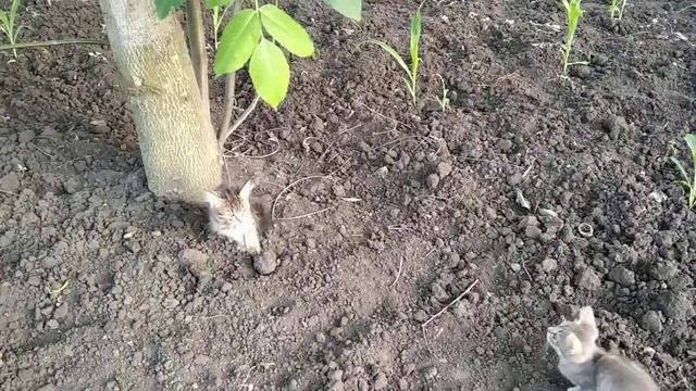 Котовлогl Продуктивный день окончился не оченьl Отвечаю на ваши комментарии, которые меня удивили смотреть онлайн