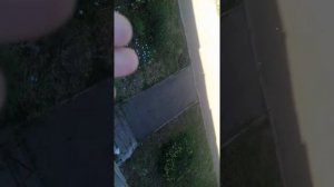 Самодельный вольер для свинки морской