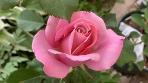 Симпл Горджеус и Роза Ругоза