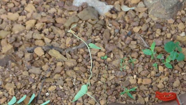 Key Ingredient/s of Jasminum sambac Formulations: Pankaj Oudhia's Ethnobotanical Surveys 1990-2012 смотреть онлайн