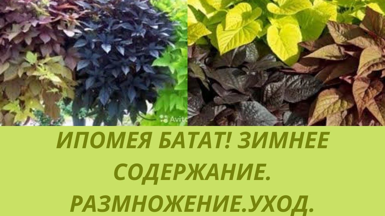 Ипомея батат.Зимнее содержания в квартире.Размножение .Уход. Ампельные растения для сада.