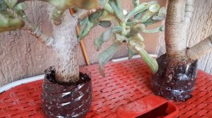 Посылка с крассулами?.Часть 3(Ставлю большие крассулы на укоренение. Результат укоренения черенков)