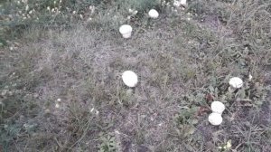 ДОЖДЕВИКИ....ОЧЕНЬ ВКУСНЫЕ   ЖАРЕНЫЕ