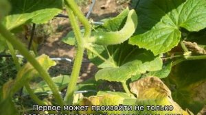 Почему сохнут листья у огурцов
