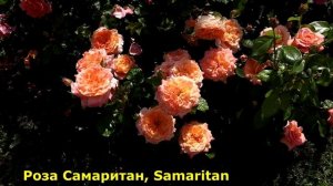 ТОП 11. Розы шедевры! Самые лучшие и обильноцветущие сорта чайно-гибридных роз!