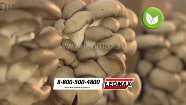 Домашняя грибница «Вешенки» (2шт.). leomax.ru смотреть онлайн