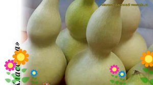 Тыква Куколка-Матрешка. Краткий обзор, описание характеристик, где купить семена cucurbita pepo