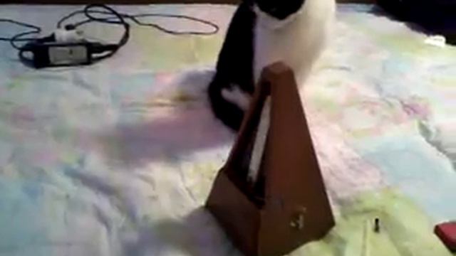 Кошка Муза против метронома. УГАР))))))))Смотреть до конца!!!! смотреть онлайн