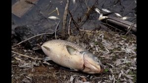 Замор рыбы в Бузулукском районе