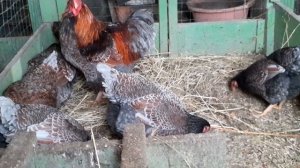 куры Виандот черное золото