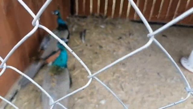 Зоопарк! Белый Лев! Павлины! #зоопарк #белыйлев #павлины смотреть онлайн