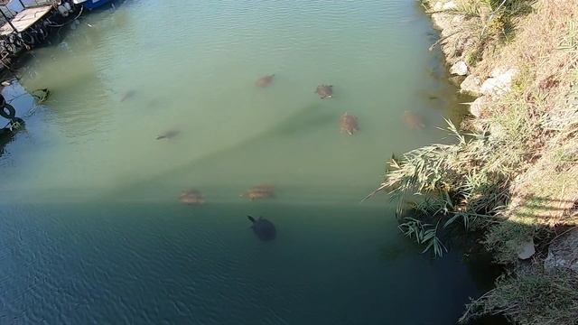 Турция. Сиде . Отель Seher Resort Spa. Отдых на море. смотреть онлайн